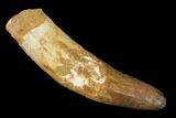 Rooted Fossil Crocodile Tooth - Morocco #141797-1